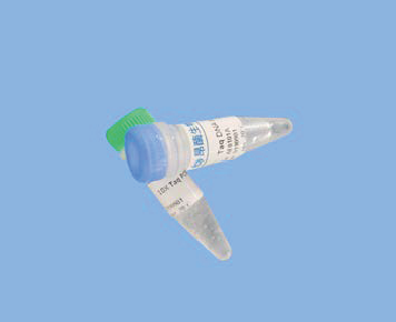 T4 PDG（T4 内切核酸酶 V）       	